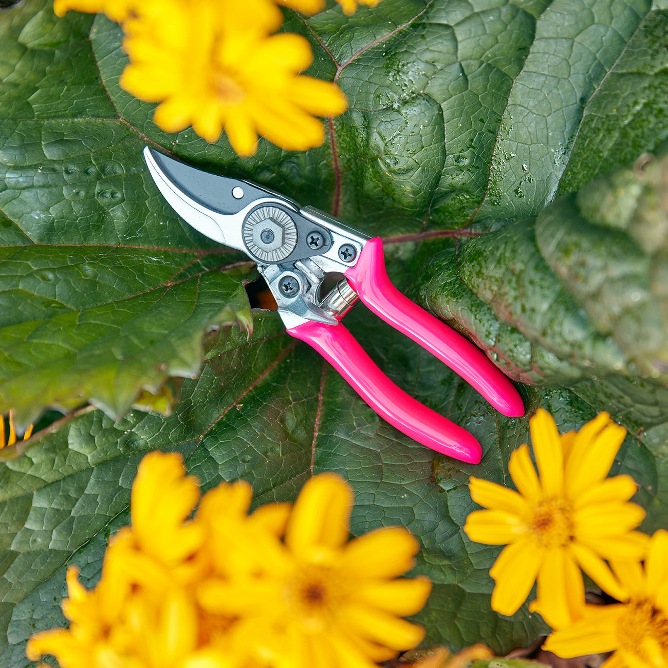 FloraBrite® Pink Pocket Pruner - RHS Endorsed