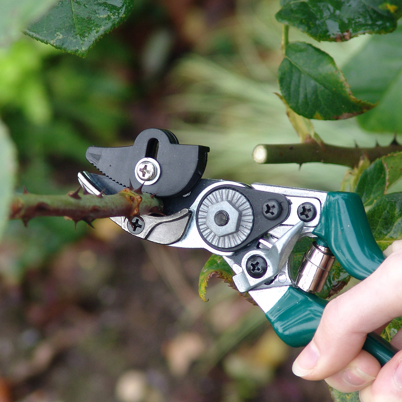 Rose Pruner - RHS Endorsed