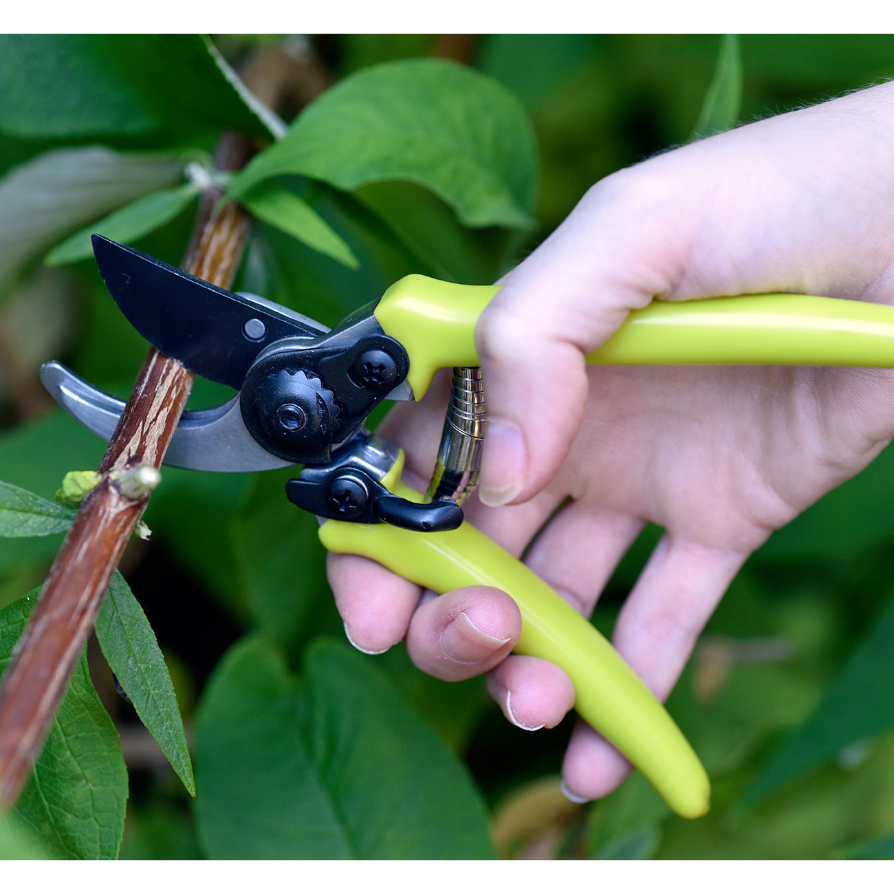 Micro Secateur - RHS Endorsed Green handle