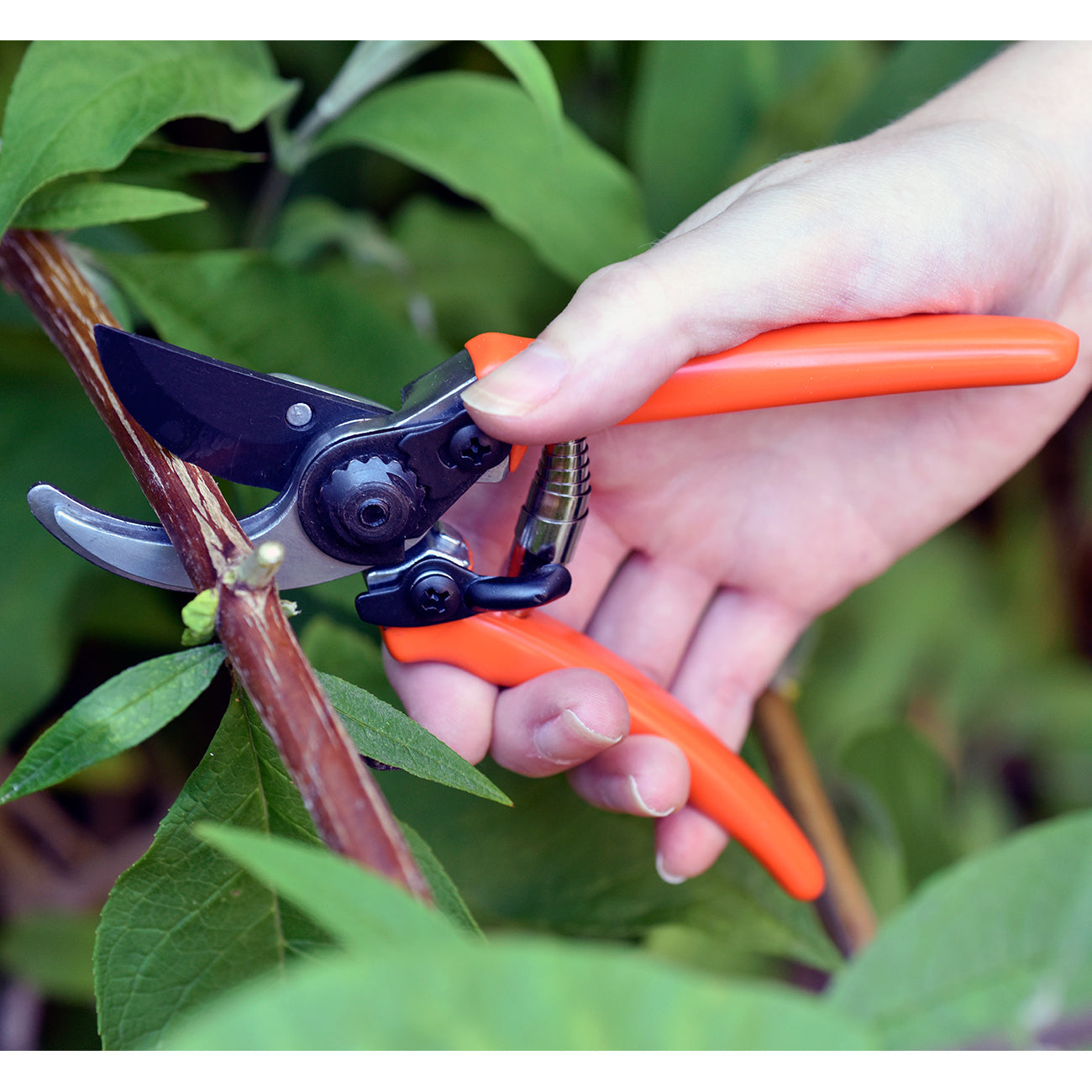 Micro Secateur - RHS Endorsed Terracotta handle
